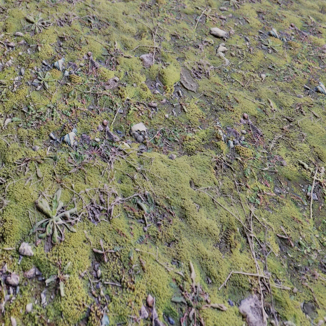 Free Mossy Patchy Ground Texture