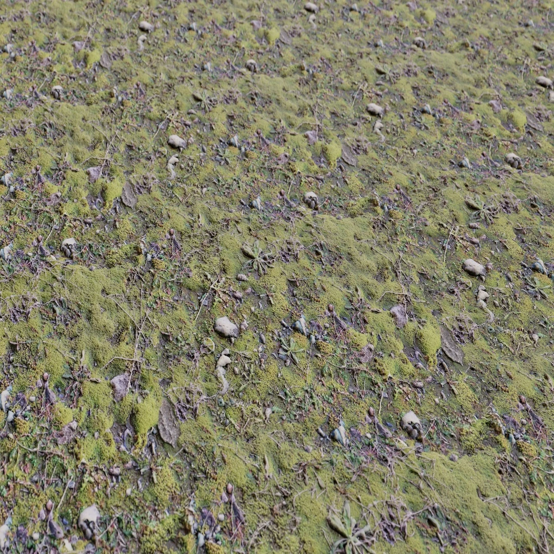 Free Mossy Patchy Ground Texture