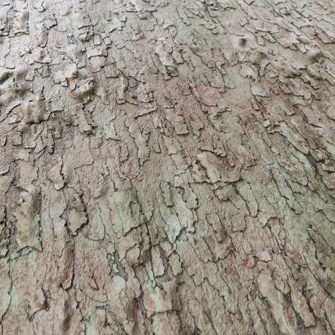 Rough Aged Bark Texture