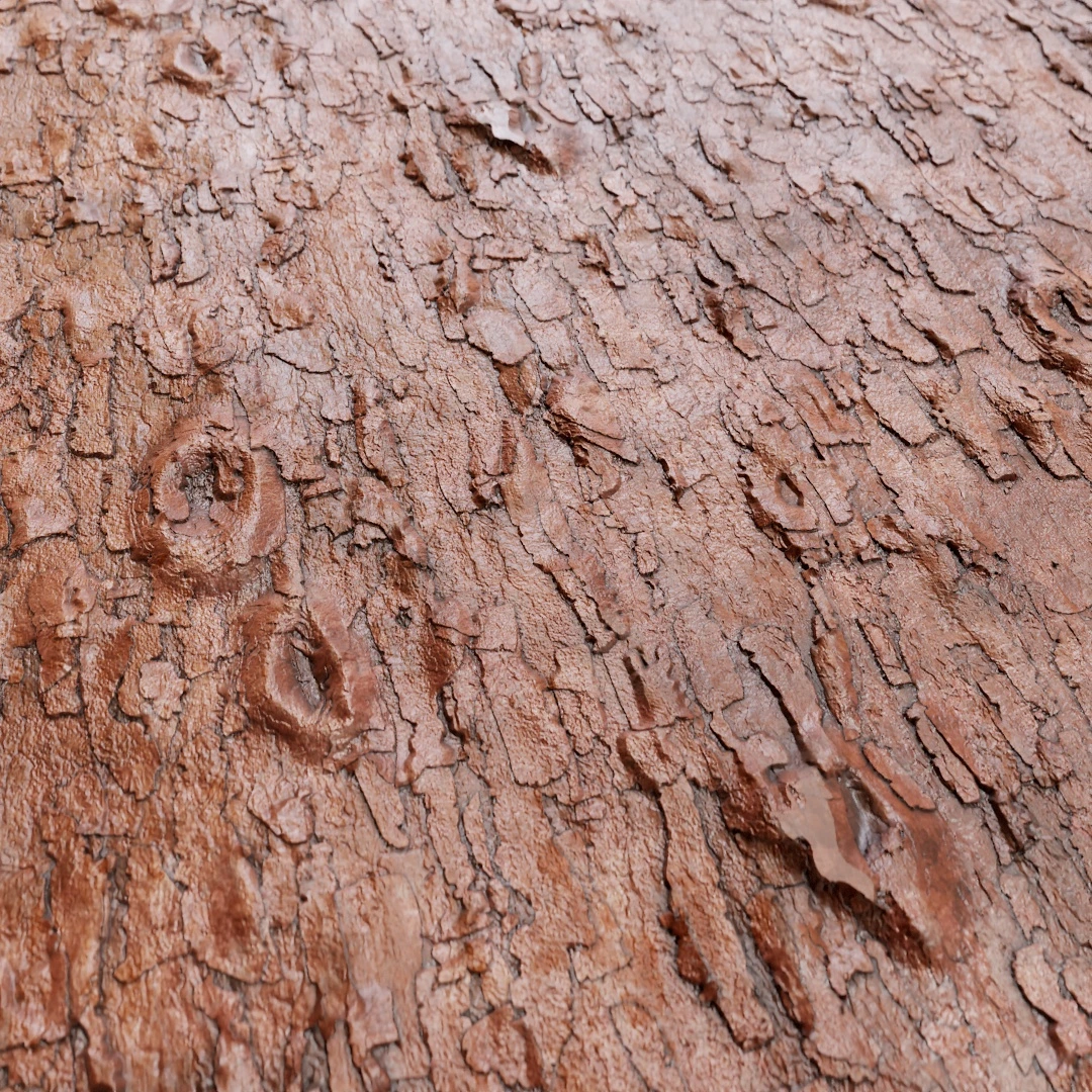 Tree Bark Texture