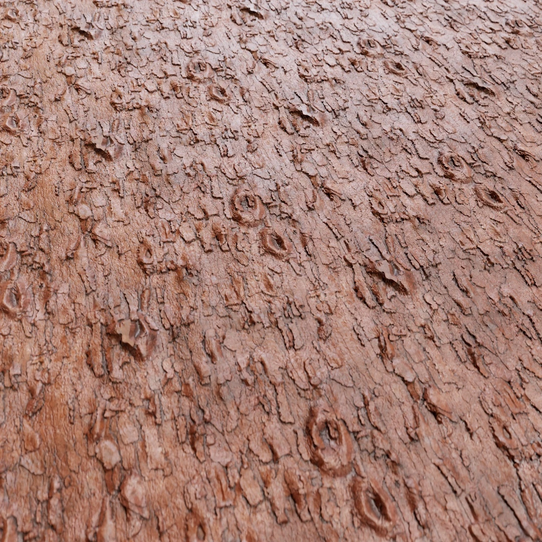 Tree Bark Texture