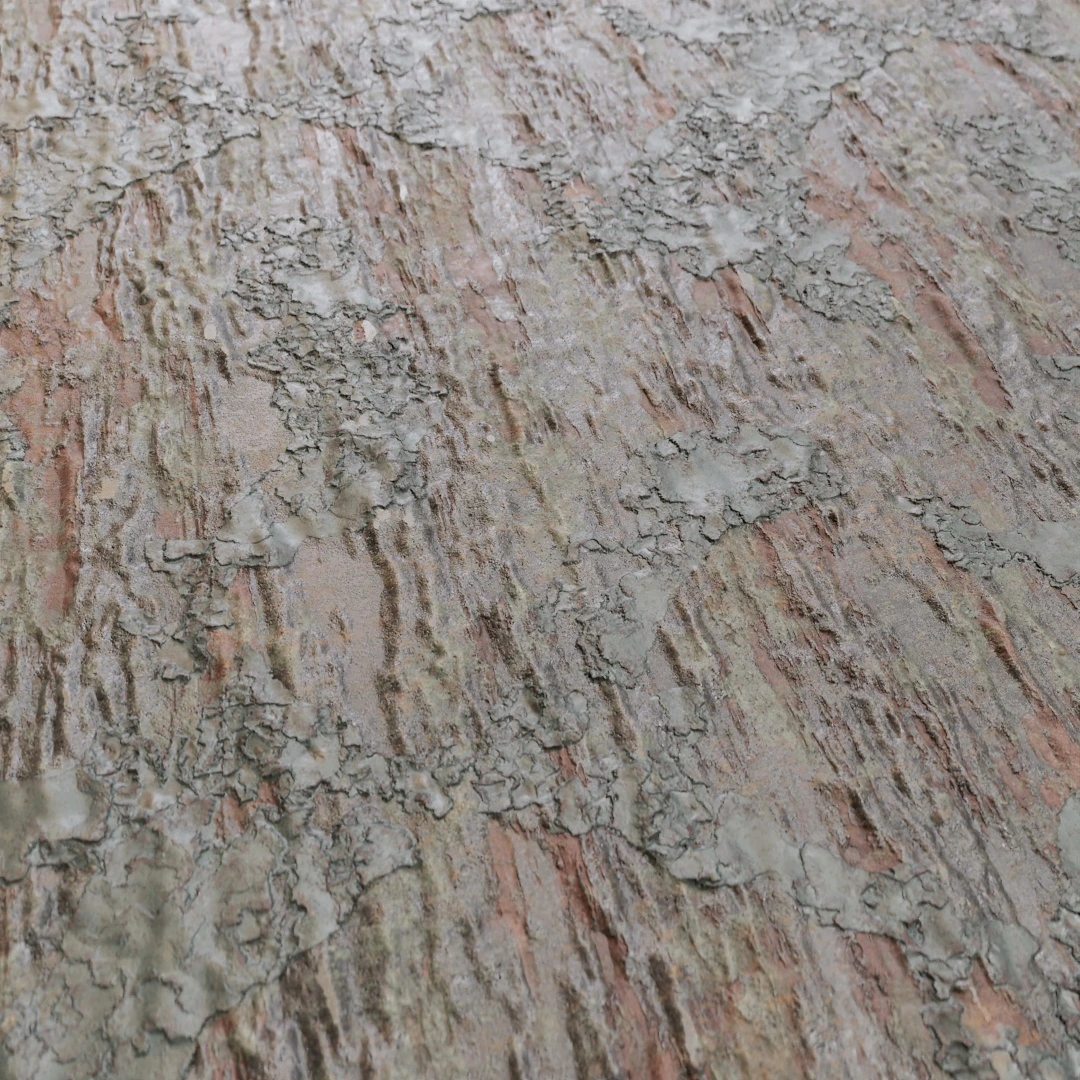 Tree Bark Texture