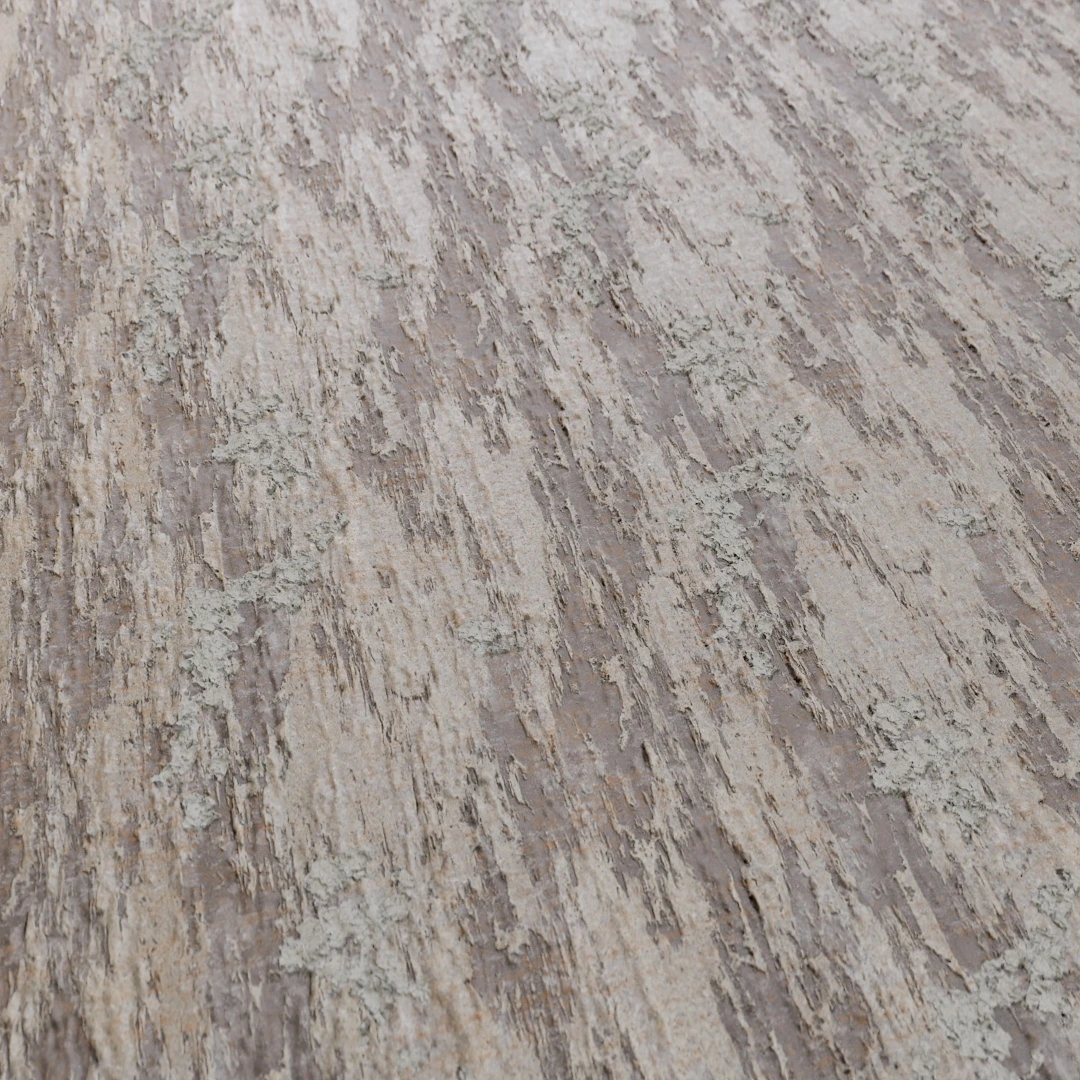 Tree Bark Texture