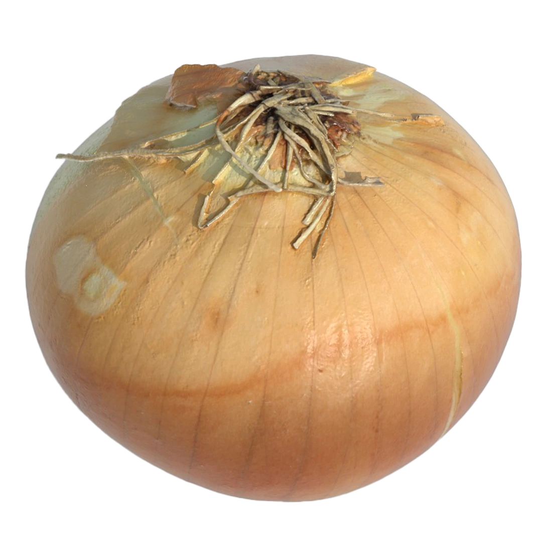 Onion 3D Model70