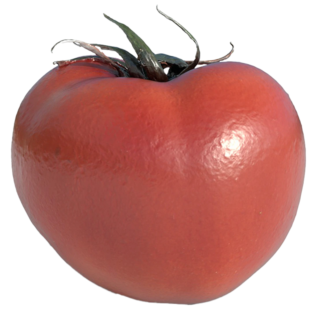 Tomato 3D Model76