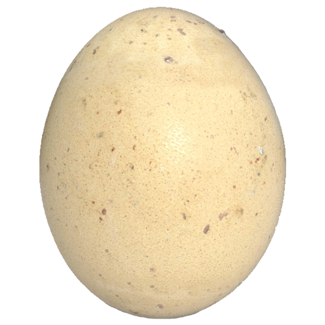 Egg 3D Model94