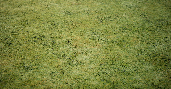 Forest Ground Texture - Free Seamless Grass Textures - LotPixel